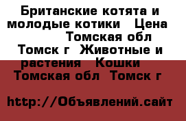 Британские котята и молодые котики › Цена ­ 13 000 - Томская обл., Томск г. Животные и растения » Кошки   . Томская обл.,Томск г.